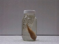 藏品(銀彭納石首魚)的圖片